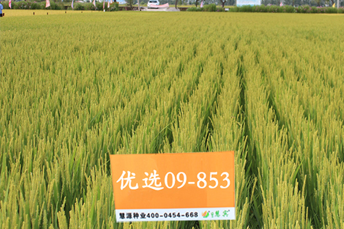 &ldquo;如東大米&rdquo;三筆賬 如東三年助農增收超5億元