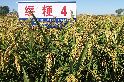 算好&ldquo;如東大米&rdquo;三筆賬 如東三年助農增收超5億元