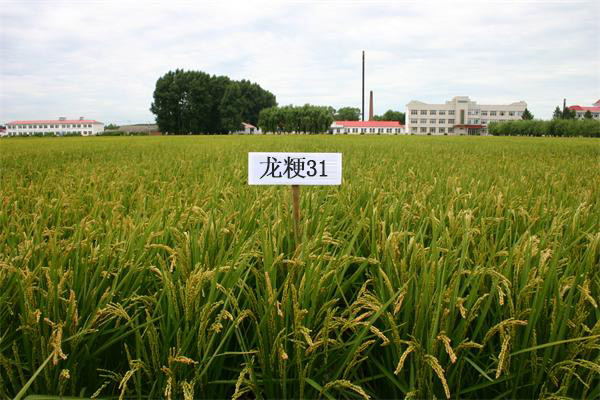 吉林&ldquo;舒蘭大米&rdquo;日產2000多噸