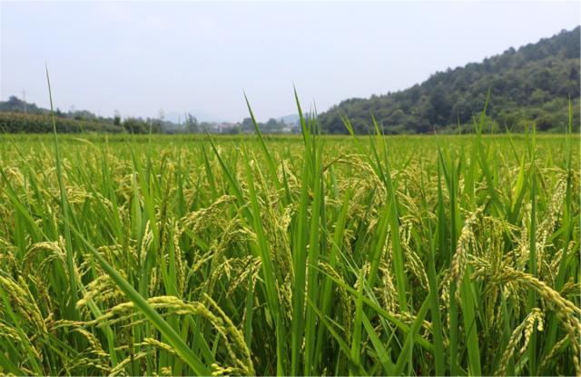 讓電商&ldquo;新農業&rdquo;催生&ldquo;網紅新農民&rdquo;