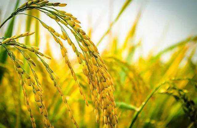 選大米認(rèn)準(zhǔn)國(guó)家標(biāo)準(zhǔn)