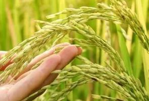 綠色大米是有機大米嗎？