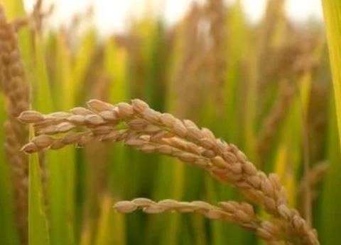 種了這么多年水稻我們知道粳稻和秈稻的區別嗎？