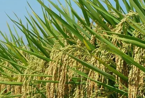 &ldquo;水稻秋季秸稈濕耙還田技術&rdquo;在我省推廣