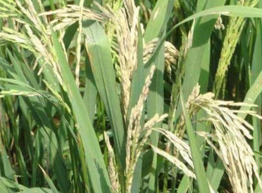 水稻穗頸瘟&ldquo;只能預防，不能治&rdquo;，肥量高、株密發生風險高