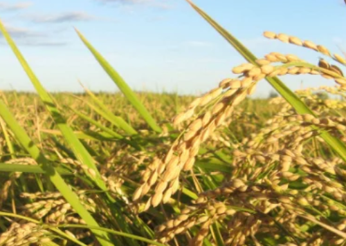 水稻進入拔節孕穗期，農民做好這3點，壯桿爭大穗，為高產打基礎