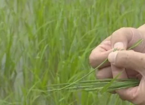 水稻，試驗成功！