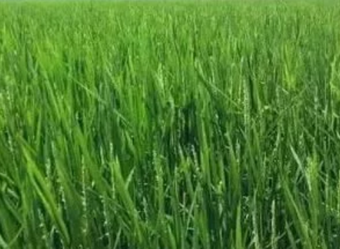 水稻功能保護區迎豐收