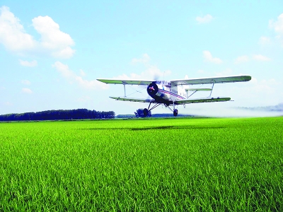 水面種水稻，試驗成功！