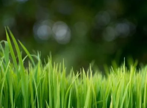 水稻高產栽培技術，掌握科學種植技巧，以減少病蟲害的發生