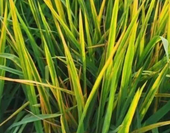 田間水稻一片&ldquo;火紅&rdquo;，細條病、赤枯病、稻瘟病如何區別防治？