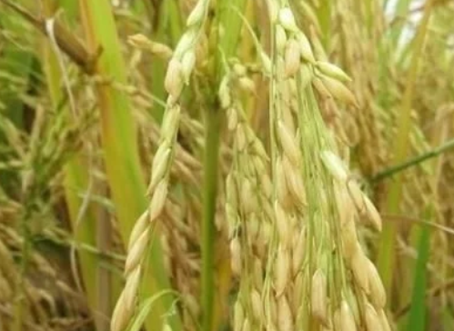 稻谷田間管理，執行好三大原則