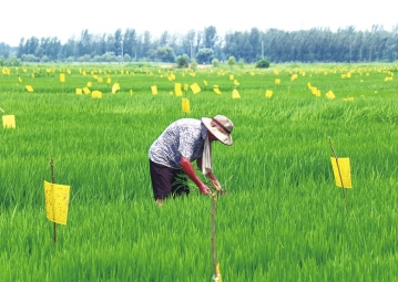水稻綠色防控降農殘提品質