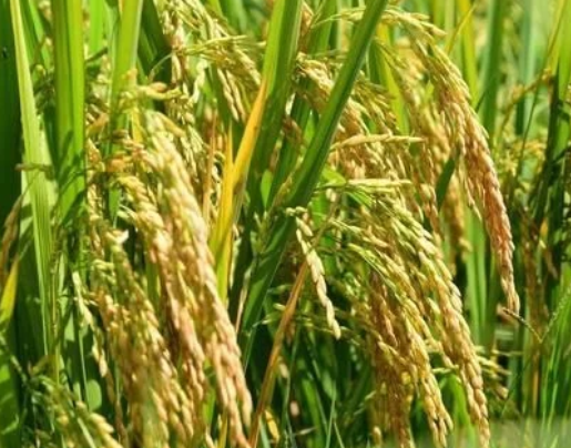 水稻直播高產栽培技術，要注意這幾點，你也能有大豐收