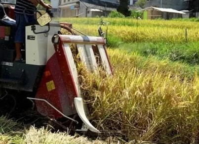 水稻功能保護區迎豐收
