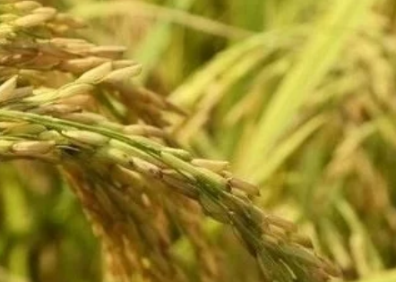 稻瘟病是水稻重要病害，簡單了解，重點時期預防