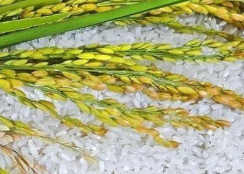 打造種業&ldquo;中國芯&rdquo;！隆平生物種業產業園開工建設，總投資120億