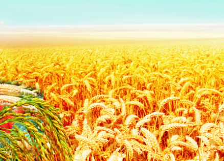 水稻直播高產栽培技術，要注意這幾點，你也能有大豐收